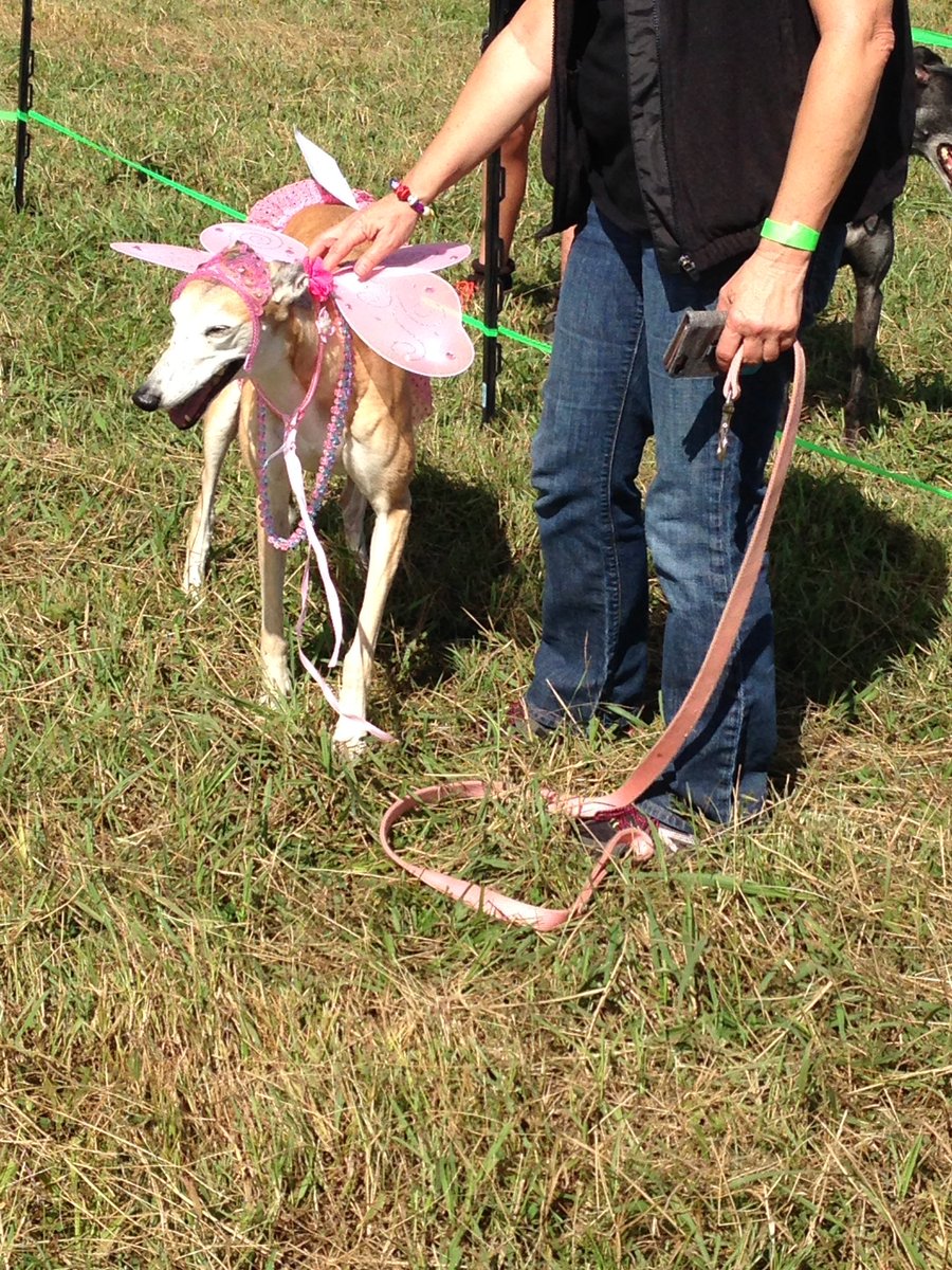 WaffleSauce's tweet photo. Cute dog tax. #RhettAndRazzy #Greystock #greyhounds https://t.co/m8tsvtCwSQ