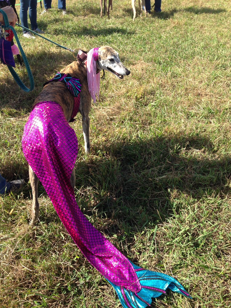 WaffleSauce's tweet photo. Cute dog tax. #RhettAndRazzy #Greystock #greyhounds https://t.co/m8tsvtCwSQ