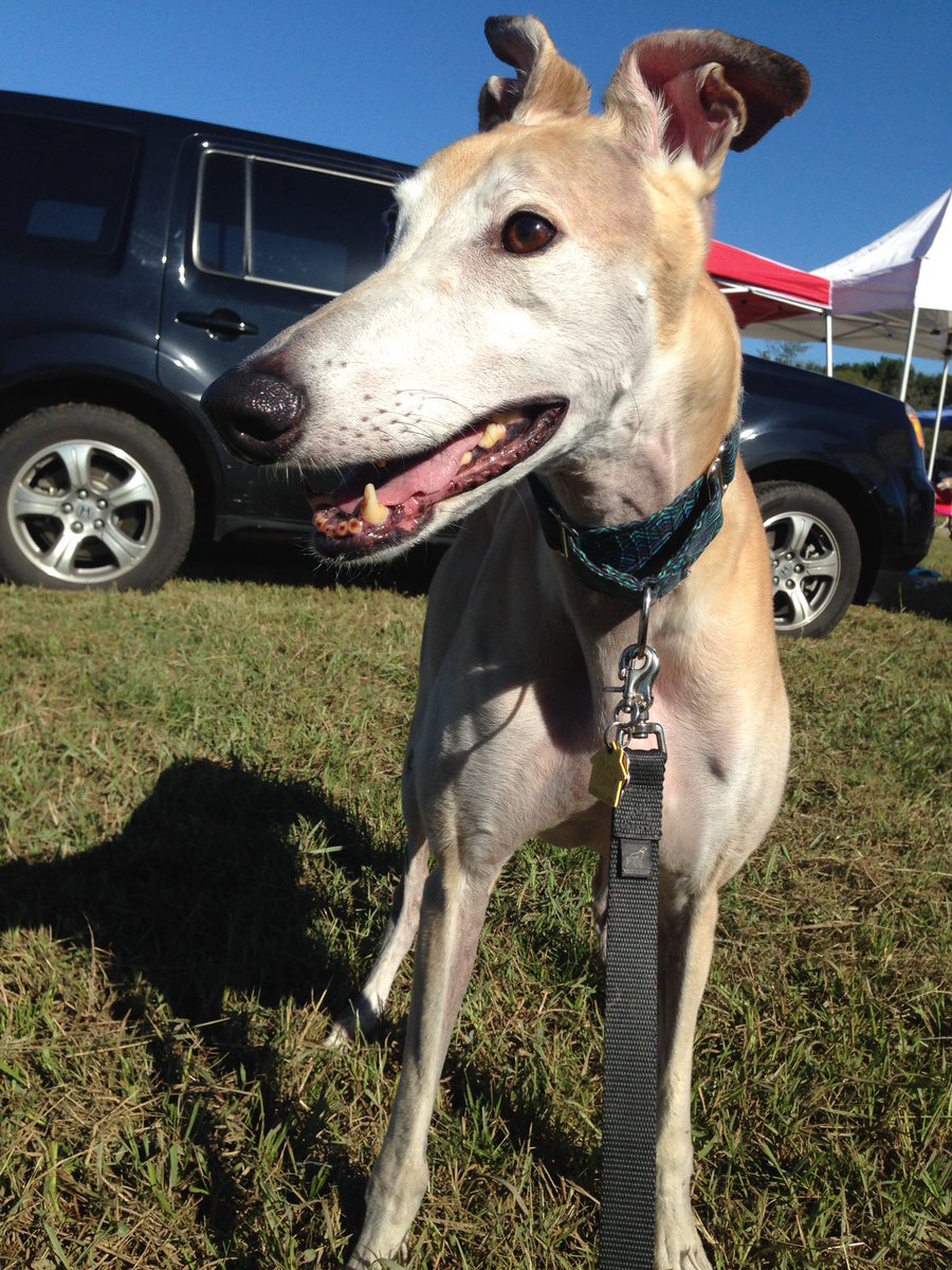 WaffleSauce's tweet photo. Cute dog tax. #RhettAndRazzy #Greystock #greyhounds https://t.co/m8tsvtCwSQ