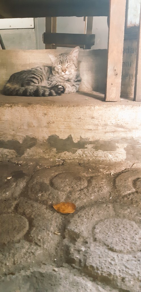 thepopoh's tweet photo. Kucing ogut.. namanya cebong sama kampret.. sering berantem.. berebutan tikus.. padahal banyak makanan.. bisa dibagi dua.. tapi ya namanya juga binatang.. nyari makan kalo gak berantem dulu.. gak afdol.. https://t.co/L5TiheDe5A