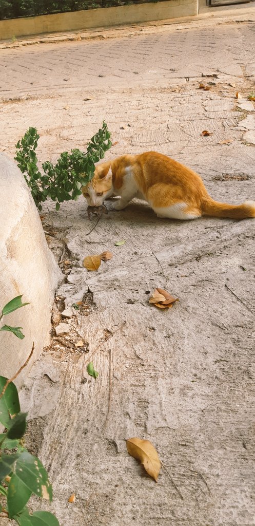 thepopoh's tweet photo. Kucing ogut.. namanya cebong sama kampret.. sering berantem.. berebutan tikus.. padahal banyak makanan.. bisa dibagi dua.. tapi ya namanya juga binatang.. nyari makan kalo gak berantem dulu.. gak afdol.. https://t.co/L5TiheDe5A