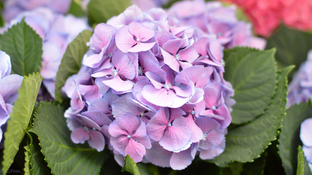 Ali Peat tweet media