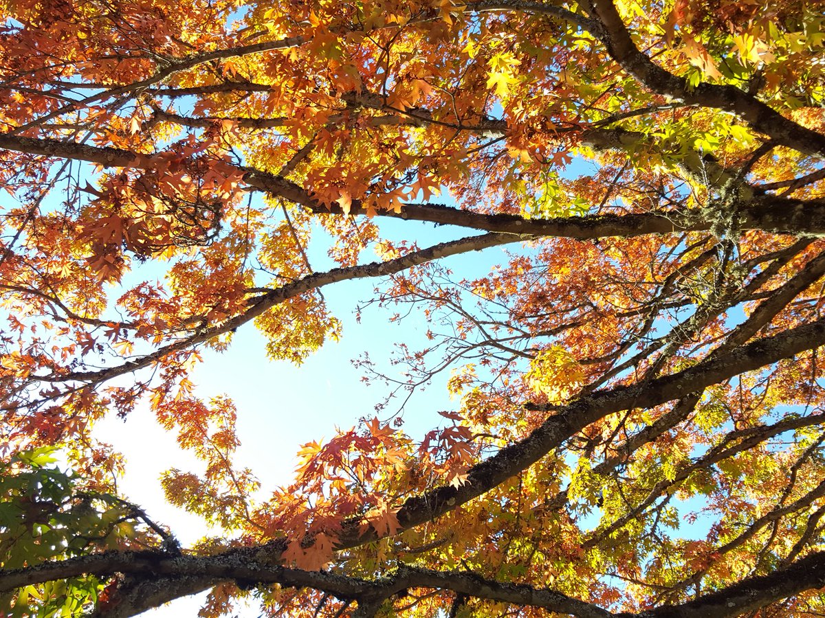 pdx_couples's tweet photo. Running in the fall is good. 
Physical needs = check
Mental/Emotional needs = check
Spiritual needs = check https://t.co/RmPGJHCuy7