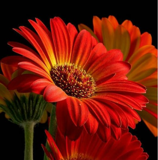 Miems Jansen van Vuuren tweet media