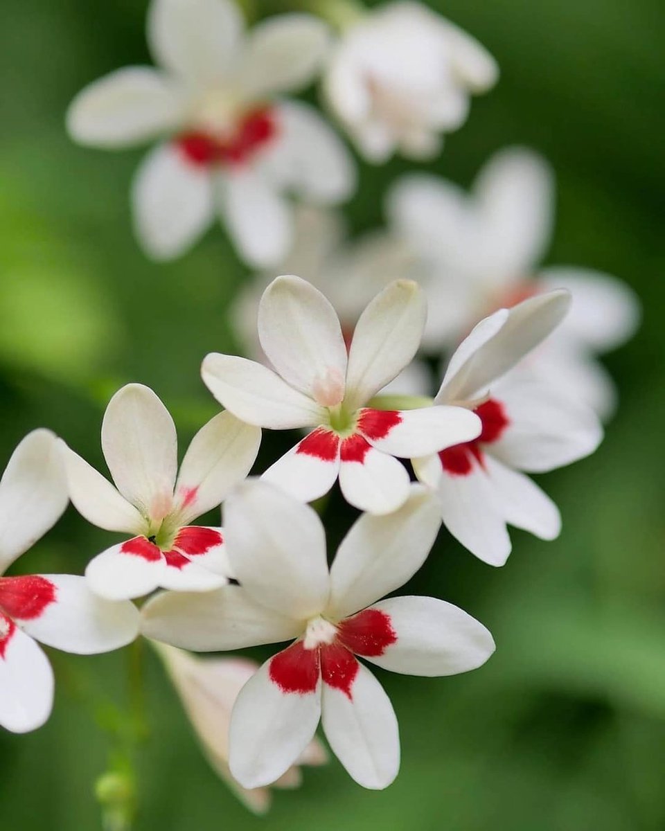 Miems Jansen van Vuuren tweet media