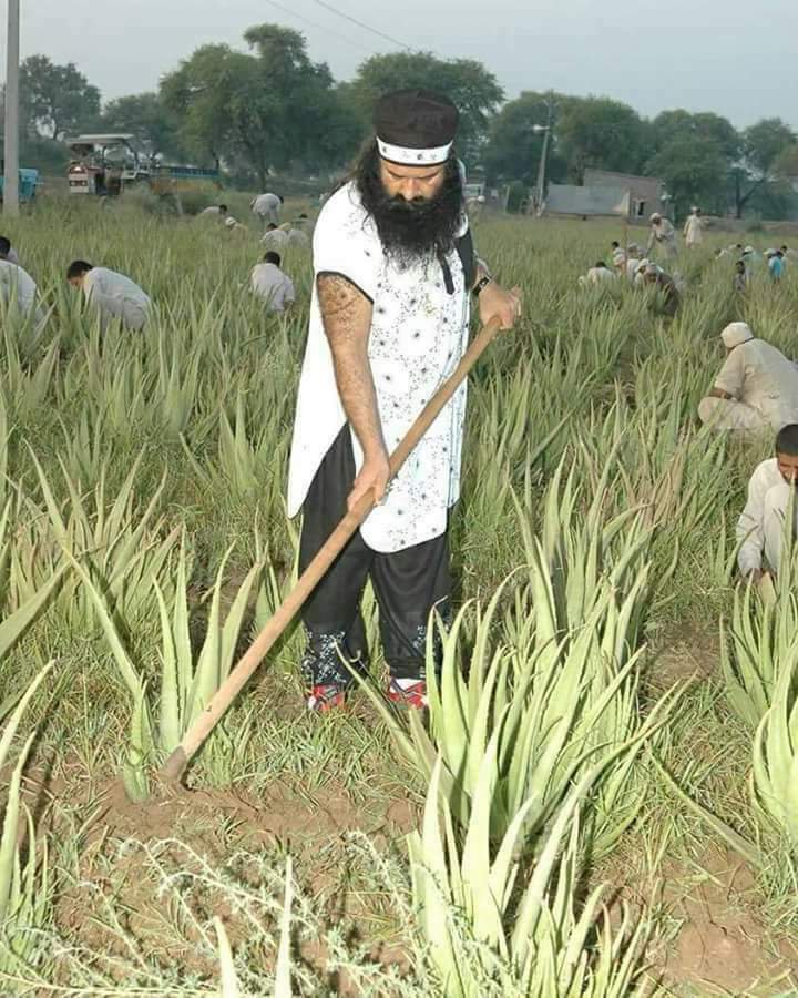 SweetiInsan90's tweet photo. #AgriTipsByStMSG 
@derasachasauda 
@Gurmeetramrahim https://t.co/QcZkAlTqRX