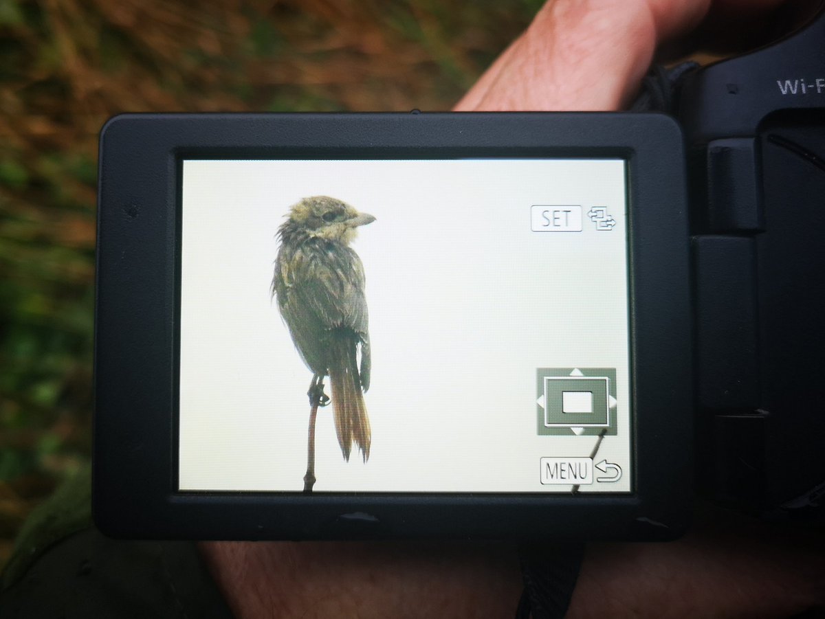 sferguk's tweet photo. Thank God for that, stand down everyone it's a little bedraggled but it's in the bag!! Izzy Shrike Thurlestone. I'm literally the only person on the golf course bloody nutter. Lol Well happy. @BirdGuides #rbnDEV https://t.co/LzGIIz1od5