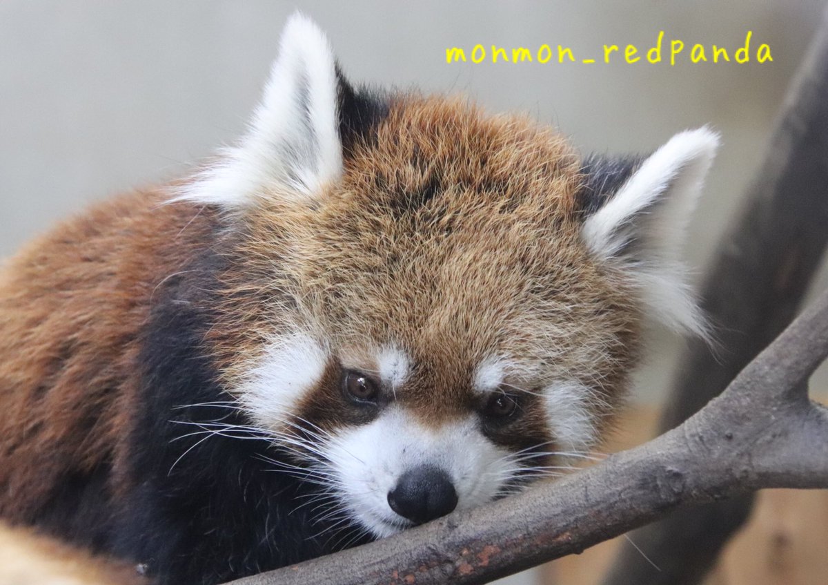 もんもん (@monmon_redpanda) / Posts / X