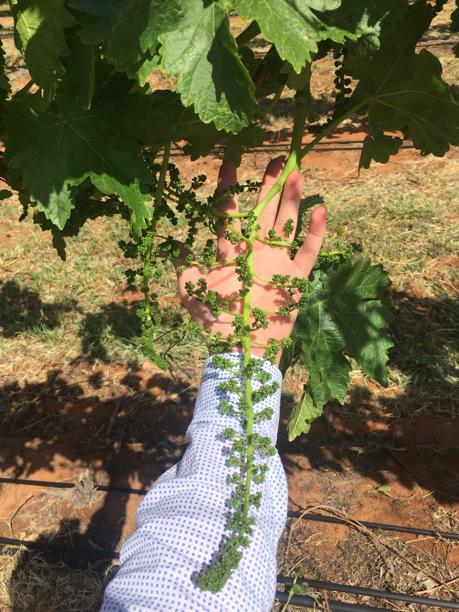 tristanmsmith91's tweet photo. A bigger celebration is always better right? #sweetcelebration #tablegrapes #treviso #fpg #growingcoasttocoast https://t.co/loTz7DQnRC