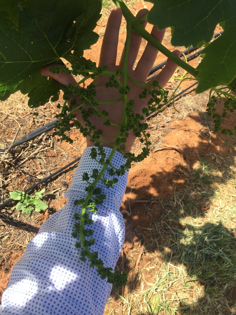 tristanmsmith91's tweet photo. A bigger celebration is always better right? #sweetcelebration #tablegrapes #treviso #fpg #growingcoasttocoast https://t.co/loTz7DQnRC
