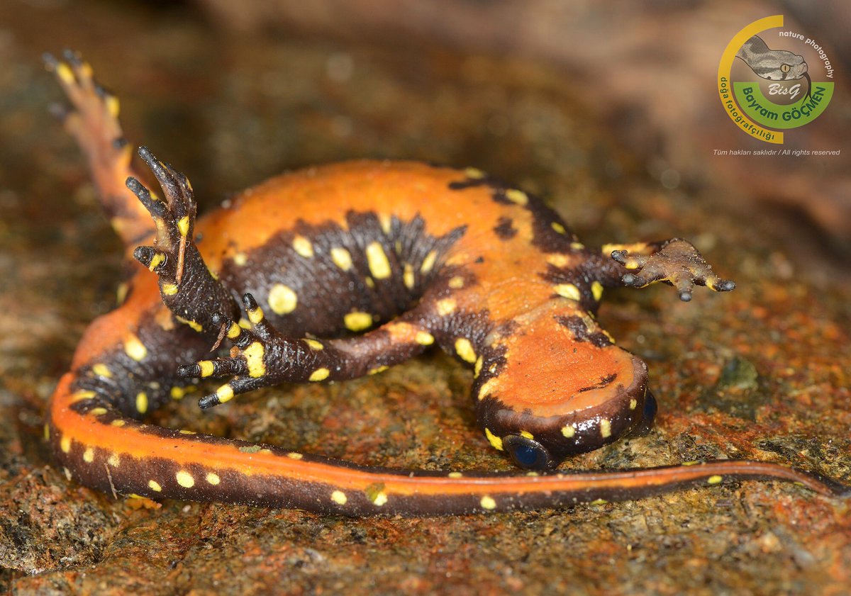 En_GeReK's tweet photo. Ölü taklidi/playing death🤗
yapan kandırıkçı İran Benekli Güzeli😂🤣 İle herkese iyi pazarlar😊
*****
Neurergus microspilotus / Iran Benekli Semenderi / Iranian Spotted Newt
*******
#doğa #dogayıkoru #iran #nature #naturelovers #natgeo #neurergusmicrospilotus #playingdeath https://t.co/L7MXCpF00b