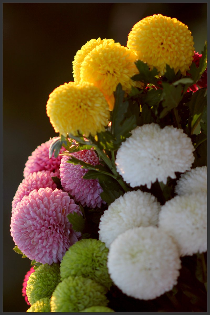 lhg2241's tweet image. #고창 #다육농장 꽃#다락 181014 1부     고창으로 귀촌한지 6년이 된 친구인데우연히 동성동본 같은 종파 먼 친척다육농장을 갔는데 워낙 바빠 손도 못데고 요즘은 팡팡국화 고창 축제기간납품하려고 동분서주 #팡팡국화 .facebook.com/profile.php?id…     story.kakao.com/inyoung3930