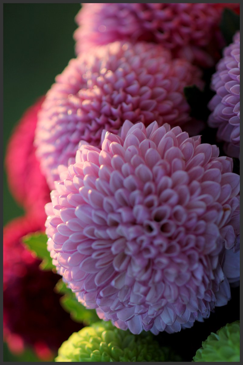 lhg2241's tweet image. #고창 #다육농장 꽃#다락 181014 1부     고창으로 귀촌한지 6년이 된 친구인데우연히 동성동본 같은 종파 먼 친척다육농장을 갔는데 워낙 바빠 손도 못데고 요즘은 팡팡국화 고창 축제기간납품하려고 동분서주 #팡팡국화 .facebook.com/profile.php?id…     story.kakao.com/inyoung3930