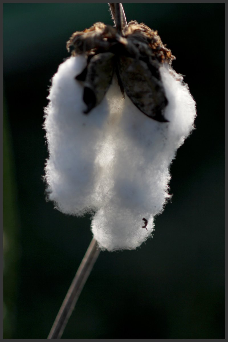 lhg2241's tweet image. #고창 #다육농장 꽃#다락 181014 1부     고창으로 귀촌한지 6년이 된 친구인데우연히 동성동본 같은 종파 먼 친척다육농장을 갔는데 워낙 바빠 손도 못데고 요즘은 팡팡국화 고창 축제기간납품하려고 동분서주 #팡팡국화 .facebook.com/profile.php?id…     story.kakao.com/inyoung3930