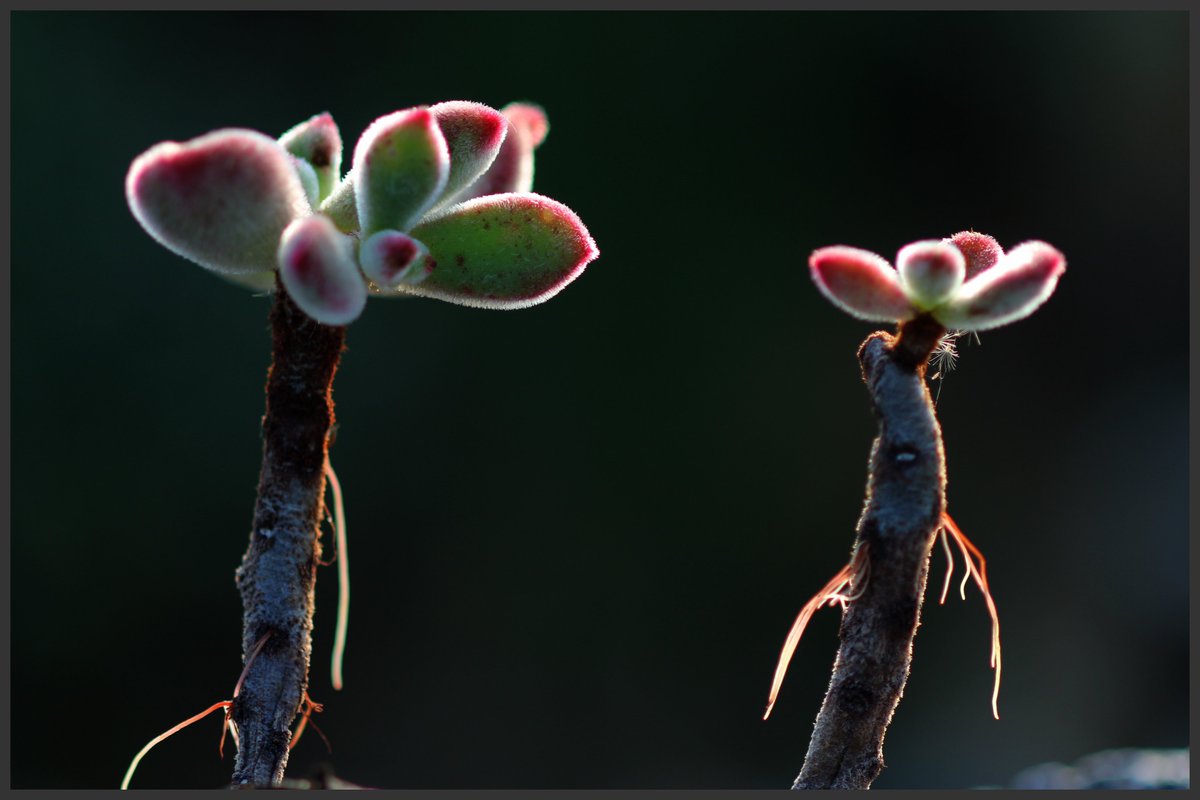 lhg2241's tweet image. #고창 #다육농장 꽃#다락 181014 1부     고창으로 귀촌한지 6년이 된 친구인데우연히 동성동본 같은 종파 먼 친척다육농장을 갔는데 워낙 바빠 손도 못데고 요즘은 팡팡국화 고창 축제기간납품하려고 동분서주 #팡팡국화 .facebook.com/profile.php?id…     story.kakao.com/inyoung3930