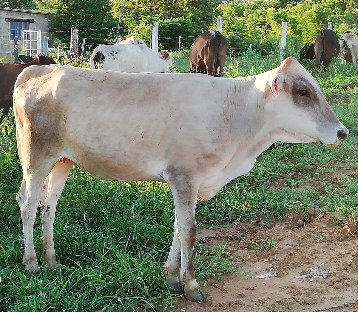 ¡Mírame esta hermosa Mauta!

PADRE: FRC**41407 BEJUMA
MADRE: Vaca Carora hija de *HZ*424597 CILANTRO.

#Agropecuaria #AgropecuariaTropical #FundoTropical #ElCampoEsLaSolución #ElFuturoEstaEnElCampo #Agro #Campo #Venezuela #Zulia #Cabimas #Ganado #RazaCarora #Asocrica