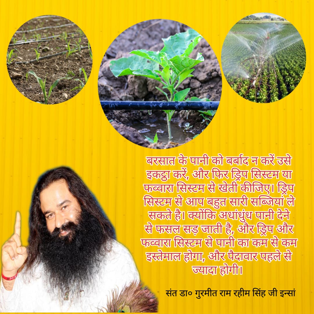 SweetiInsan90's tweet photo. #AgriTipsByStMSG 
@derasachasauda 
@Gurmeetramrahim https://t.co/FGE4A4DLrw