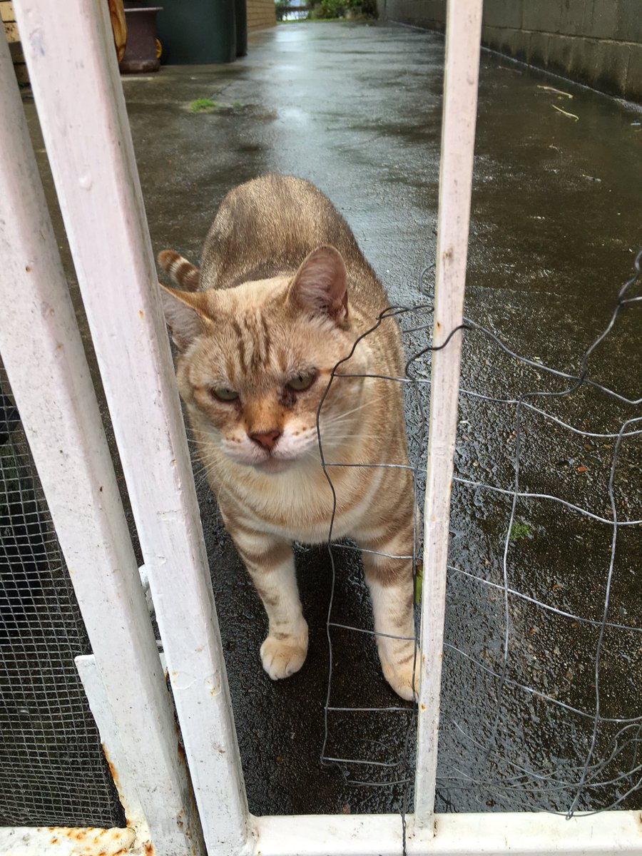 wizardfortress's tweet photo. My neighbour Mary is trying to get Nick to go inside her house out of the rain, but he’d rather come over to say hi to me and rub his face on the fence. Silly boy! https://t.co/3NgATGlNtY