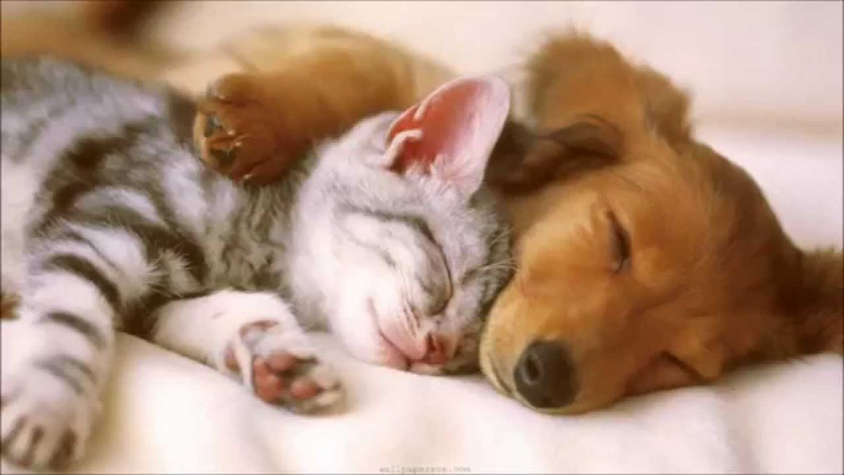 RBSReputation's tweet photo. Having at least one lazy day can reduce Stress, High blood pressure and the chances of having stroke.
Lets Enjoy our lazy Sunday.
#happySunday😊😍 https://t.co/kW0AaZEAnc