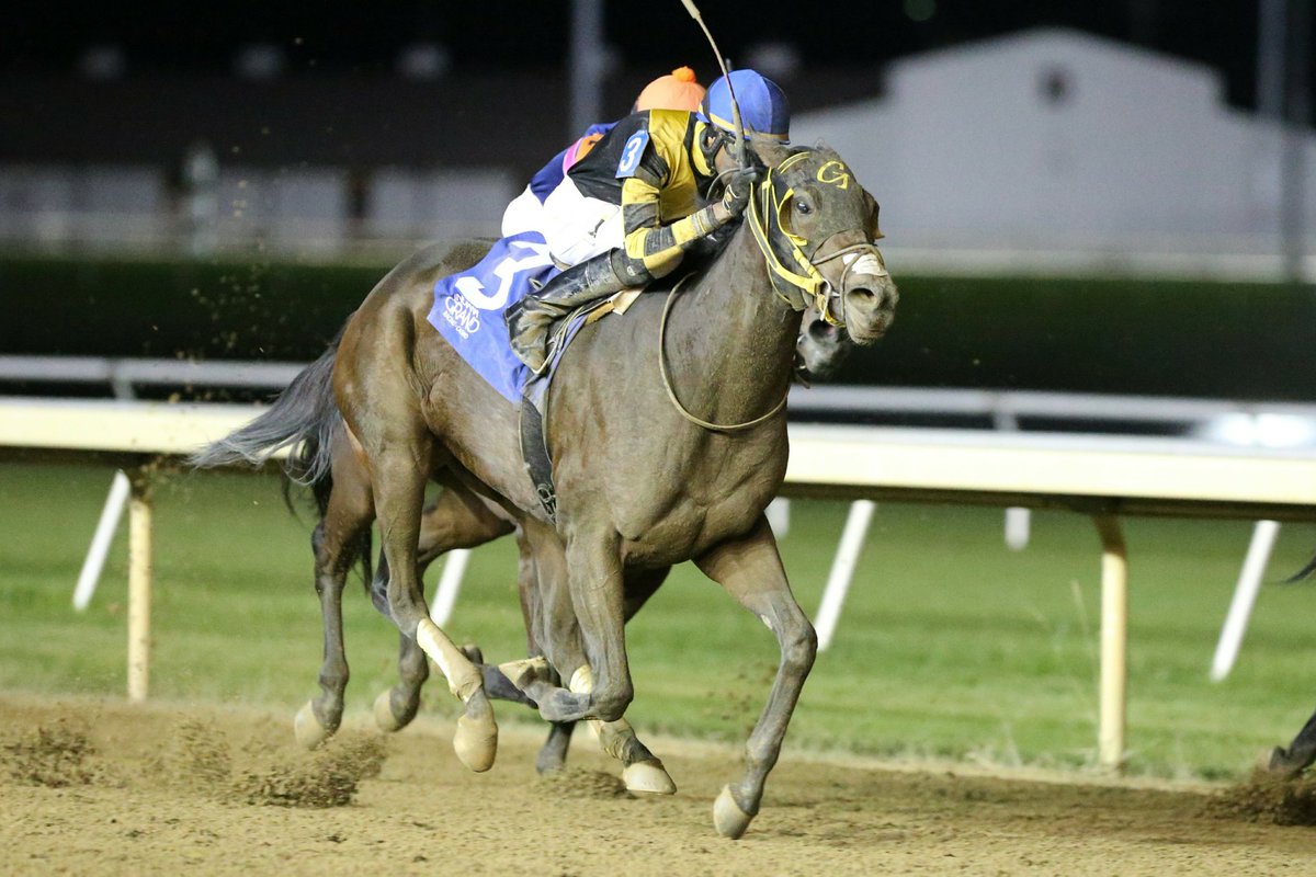 GrandGestureStb's tweet photo. Congratulations to the 44 owners of @GrandGestureStb for another win with Bold Concept @IGRaceCourse Sat. Oct. 13 - great ride DeShawn Parker: https://t.co/OLRBfXUx3H @NancyUryHolthus @RacingRachelM @billdownes1 @IGTammy (Photos by Dean Gillette) https://t.co/aAkLtzJj2d