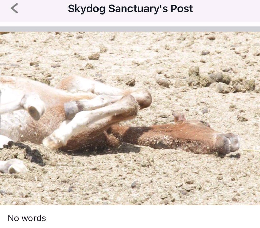 Cricket1963's tweet photo. #AnimalAbuse by #BLM #WildHorse #RoundUps &amp; holding
1/Falls, injuries r frequent
2/Mares aborting after/during chase
3/Foals literally run to death-5 only in RedDesert WY
4/No shelter, no care in pens
OVERSIGHT pls
@OversightDems @GOPoversight @huffpost https://t.co/pWRBzAuSOC