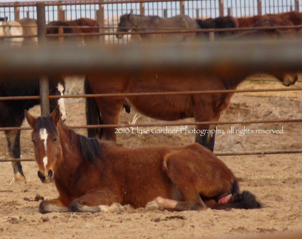 Cricket1963's tweet photo. #AnimalAbuse by #BLM #WildHorse #RoundUps &amp; holding
1/Falls, injuries r frequent
2/Mares aborting after/during chase
3/Foals literally run to death-5 only in RedDesert WY
4/No shelter, no care in pens
OVERSIGHT pls
@OversightDems @GOPoversight @huffpost https://t.co/pWRBzAuSOC