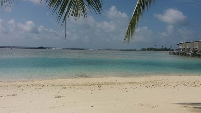 JaviGomezCoach's tweet photo. Último día en el paraíso, uno de los mucjos que ofrece nuestro planeta.

Cinco inmersiones espectaculares:  tiburones, atunes, mantas, peces globo, pulpos, tortugas... #nofilter #maldives #diving @manta.divers.maldives #guraidhoo #honeymoon #hot and #rai… https://t.co/bU5AV6oFvq https://t.co/BkXU89nLoM