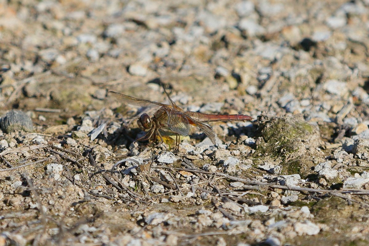 イソアカネ Twitter Search Twitter イソアカネ Twitter Search Twitter