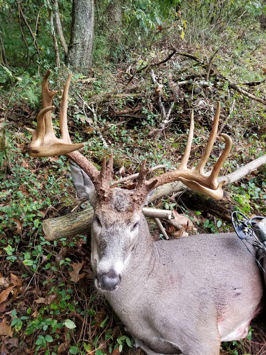 CARDINAL tweet media