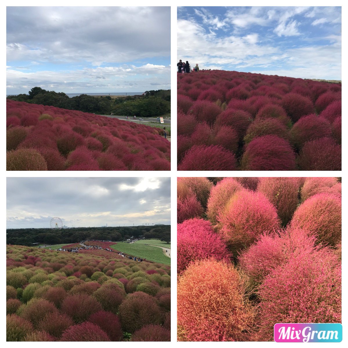 コキアカーニバル