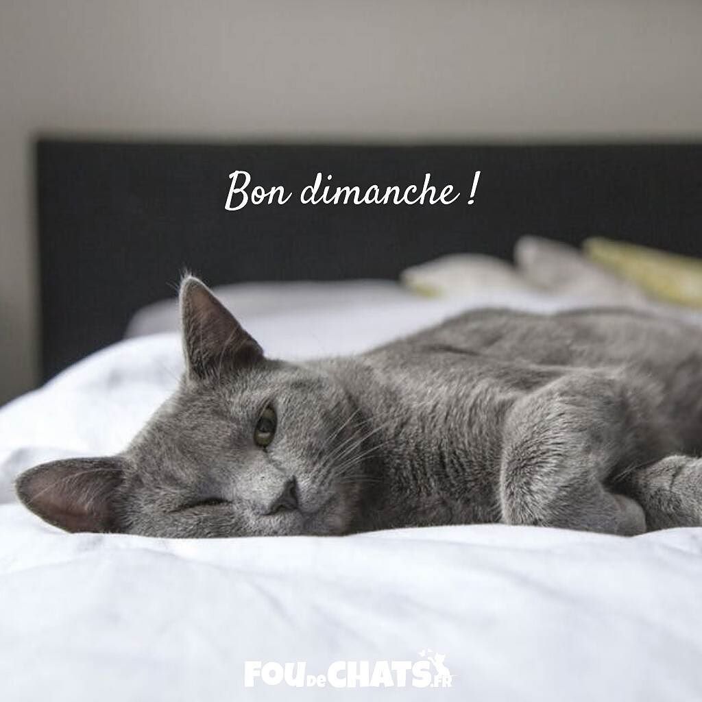 foudechats's tweet photo. Bonne journée les amis 😽💕 !
.
▶️ https://t.co/7zoa09tMKW  ◀️ Le chemin le plus sûr vers le bonheur.
.
💕 Nous rendons heureux tous les amoureux des #chats avec des #cadeaux originaux. 💕
.
#chat #chaton #amoureuxdeschats #jaimeleschats https://t.co/ZjC4ogP5oZ