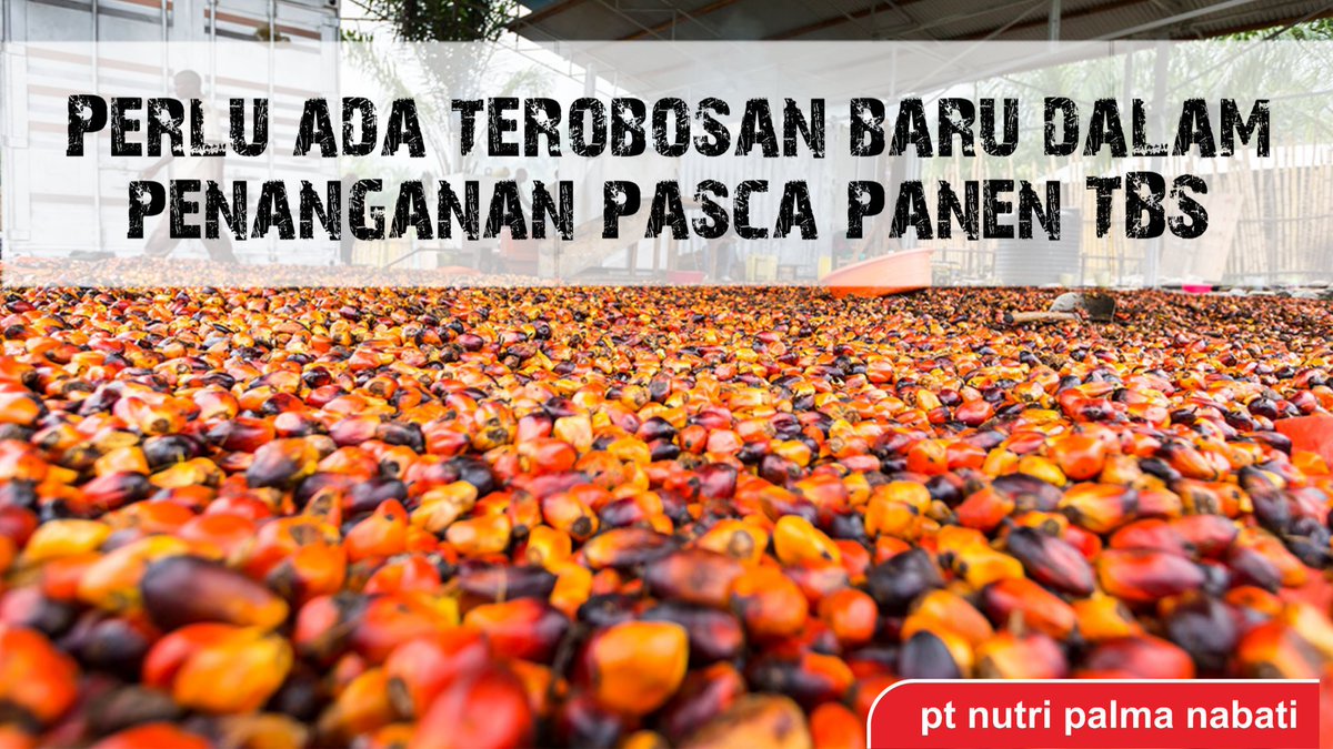 SawitSehat's tweet photo. PT Nutri Palma Nabati siap memimpin pengembangan teknologi pasca panen TBS kelapa sawit menuju revolusi proses pengolahan di Pabrik Kelapa Sawit. #revolusiPKS #pabrikkelapasawit #PalmOil #oilpalm #freshfruitbunches https://t.co/BySQKmRVzw
