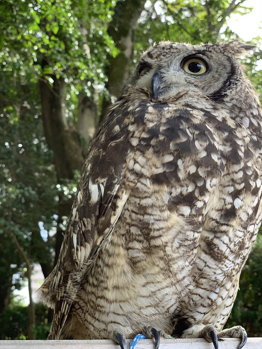 涙飴 フクロウのフリー素材としてお写真使ってくださいな 羽が見たいとか足が見たいとか リクエストもどうぞ うちのブサイクちゃんで良ければ絵の参考にしてくださいませ トレスフリー フリー素材 フクロウ