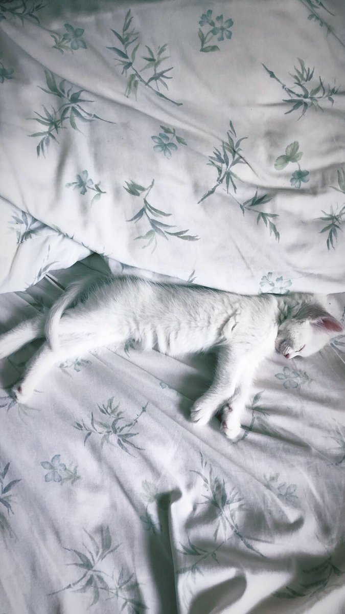 danielaer98's tweet photo. Mi Coquito hermosa. 🥥❤️ https://t.co/Njci0GuTHT