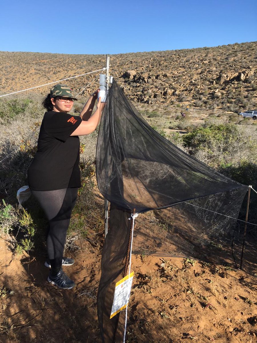 Dr_Flo_MB's tweet photo. @dstgovza intern Tiffany Wynford servicing a Malaise trap used for sampling flying insects including wasps - one focus of @Iziko_Museums research by "wasp wrangler" Simon van Noort. Check out Simon's  https://t.co/2yFsLZKuFY for more about the wonderful world of wasps! https://t.co/4exwjPXPkJ
