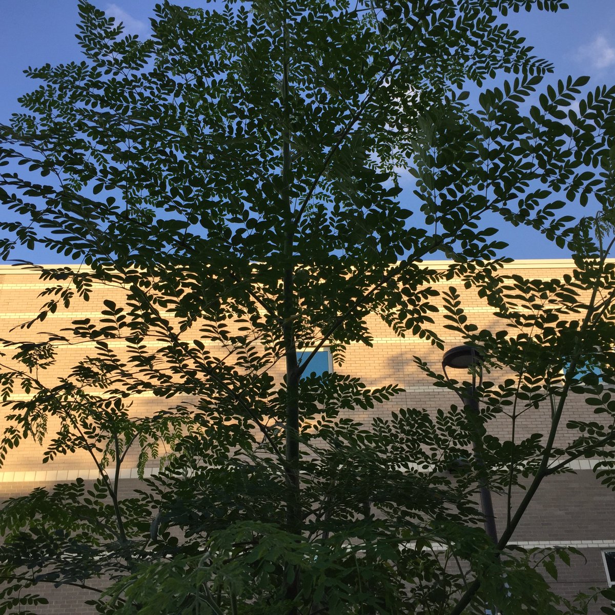 ACCmockingbird's tweet image. Moringa trees grow shocking fast.  This one is over 25 ft and was only planted in the summer!  Learn more here mockingbirdgardenclub.wordpress.com/2018/10/09/mor…