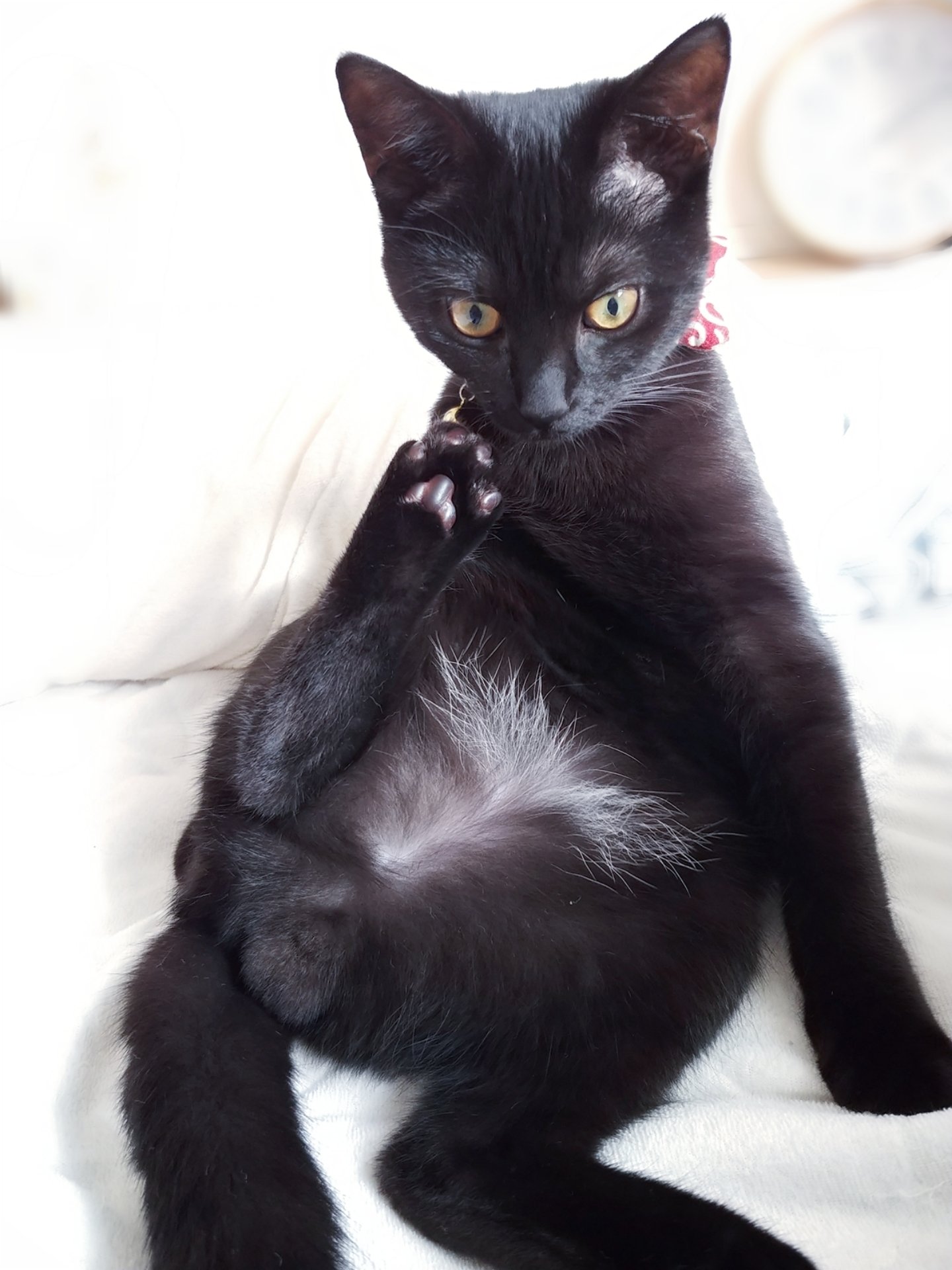 仔猫を拾ったので 179日目 目覚ましが鳴ると 人間の唇をべろべろ舐めたり鼻を弱く甘噛みしてくるようになった 毎朝犬か とツッコミしつつ思わず笑って起きる 親愛や母猫にごはんねだる等の表現らしいが 雑菌諸々の心配はともかく 元々唇が荒れ 仔猫を拾ったので 179日目 目覚ましが鳴ると 人間の唇をべろべろ舐めたり鼻を弱く甘噛みしてくるようになった 毎朝犬か とツッコミしつつ思わず笑って起きる 親愛や母猫にごはんねだる等の表現らしいが 雑菌諸々の心配はともかく 元々唇が荒れ