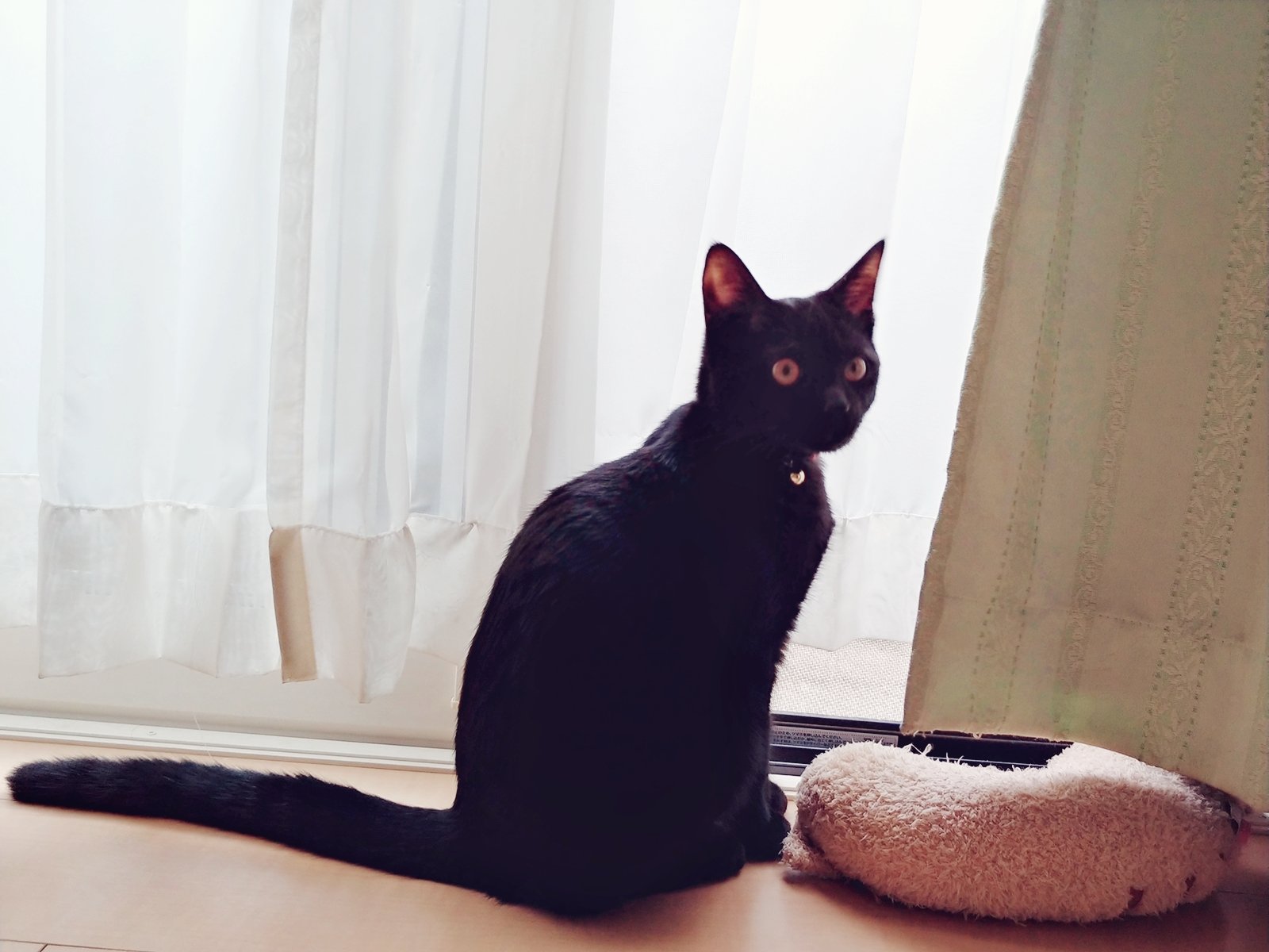 仔猫を拾ったので 179日目 目覚ましが鳴ると 人間の唇をべろべろ舐めたり鼻を弱く甘噛みしてくるようになった 毎朝犬か とツッコミしつつ思わず笑って起きる 親愛や母猫にごはんねだる等の表現らしいが 雑菌諸々の心配はともかく 元々唇が荒れ