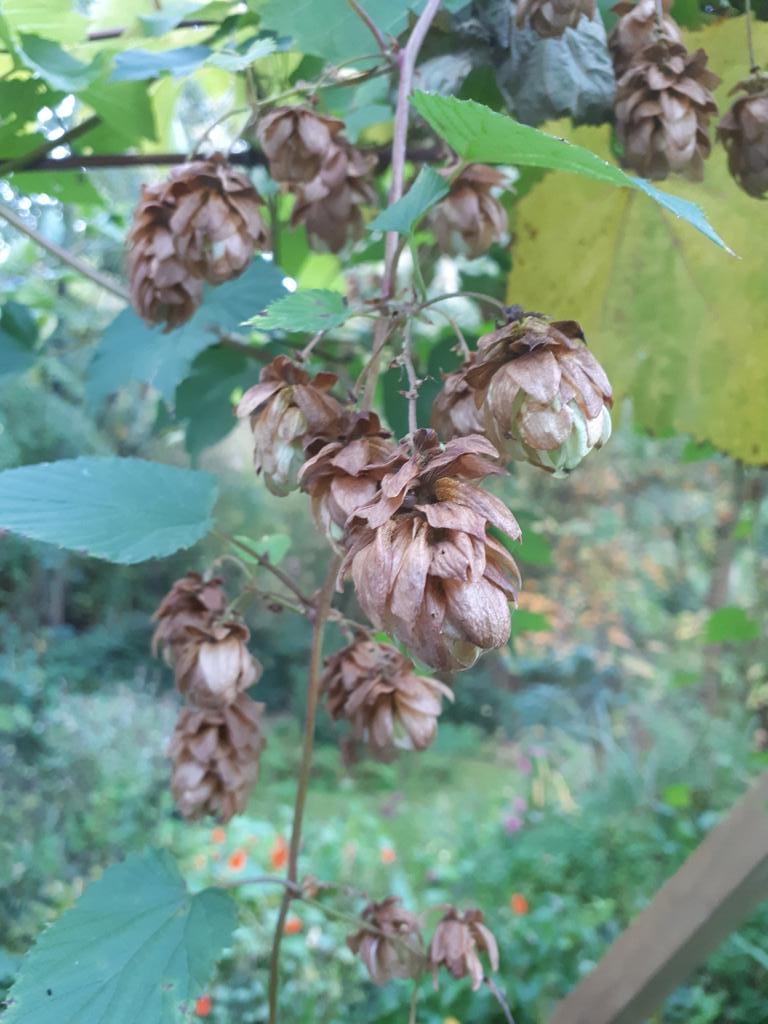MossWatching's tweet photo. Autumn hops https://t.co/mgagCACmzj