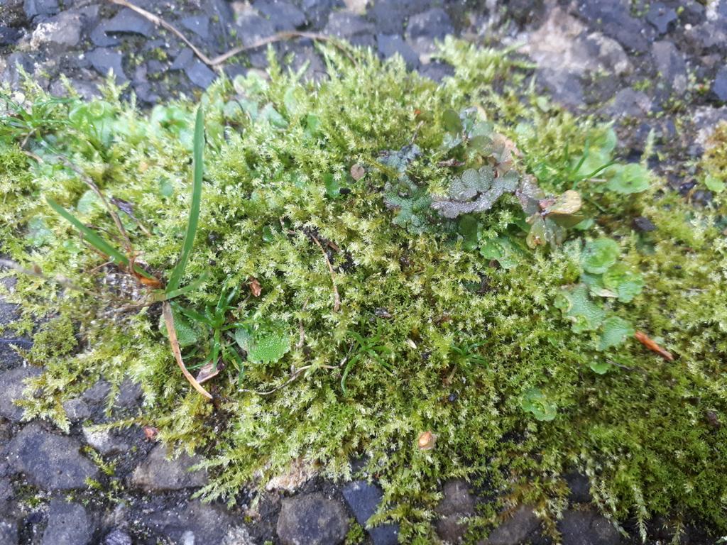 MossWatching's tweet photo. Mossy community between paving slabs. https://t.co/0Go544e8Ud