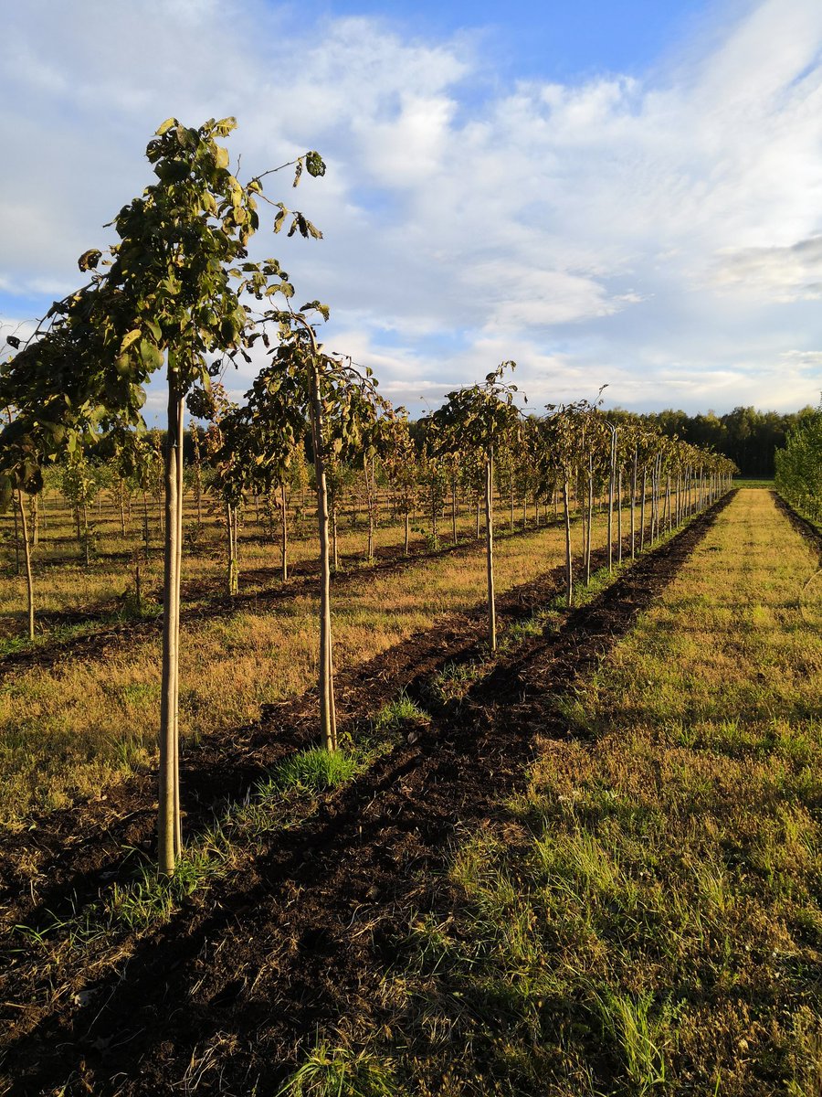 SadVesna's tweet image. Красивые деревья и кустарники из питомника Весна.
#питомникрастений #садовыйцентр #крупномеры