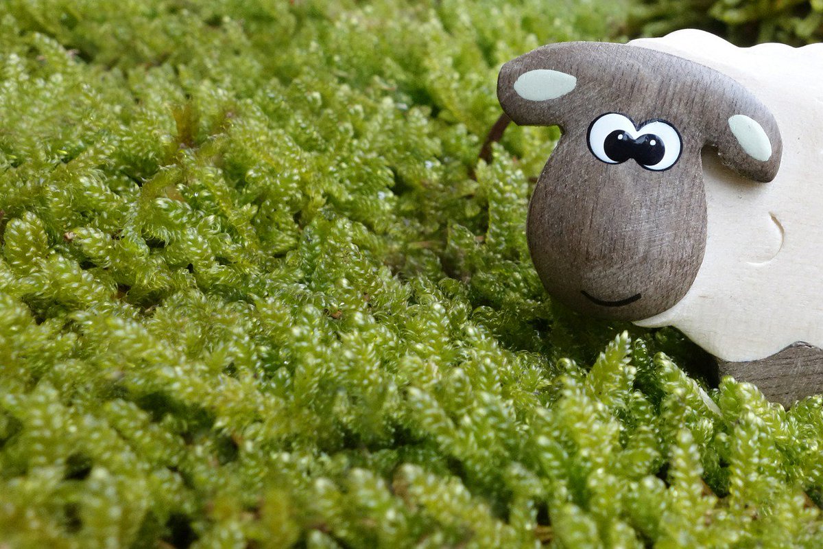 gecko_se's tweet photo. Missa inte Mossornas Dag!!  

https://t.co/PTeImq6UvB https://t.co/jNIPlIifvA