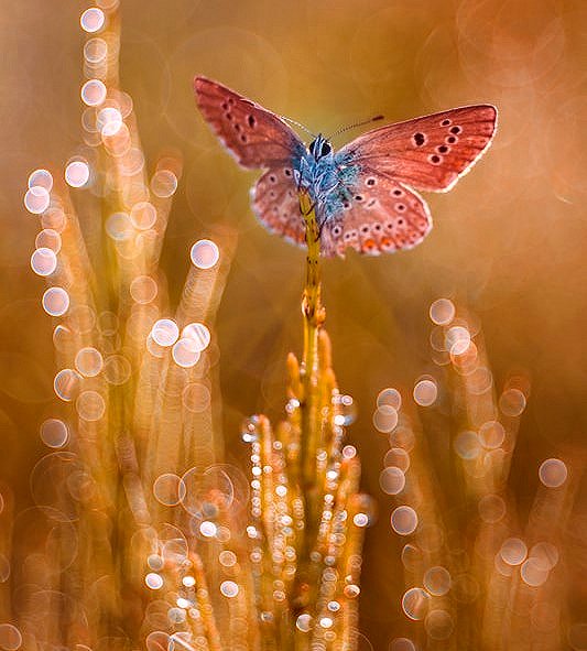 addyiceangel's tweet photo. Good Night bringers of beauty in the twitterverse.
✨💤🌸💤🦋💤😴💤🦋🌸💤✨ https://t.co/387xuPKgv1