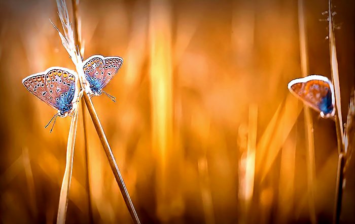 addyiceangel's tweet photo. Good Night bringers of beauty in the twitterverse.
✨💤🌸💤🦋💤😴💤🦋🌸💤✨ https://t.co/387xuPKgv1