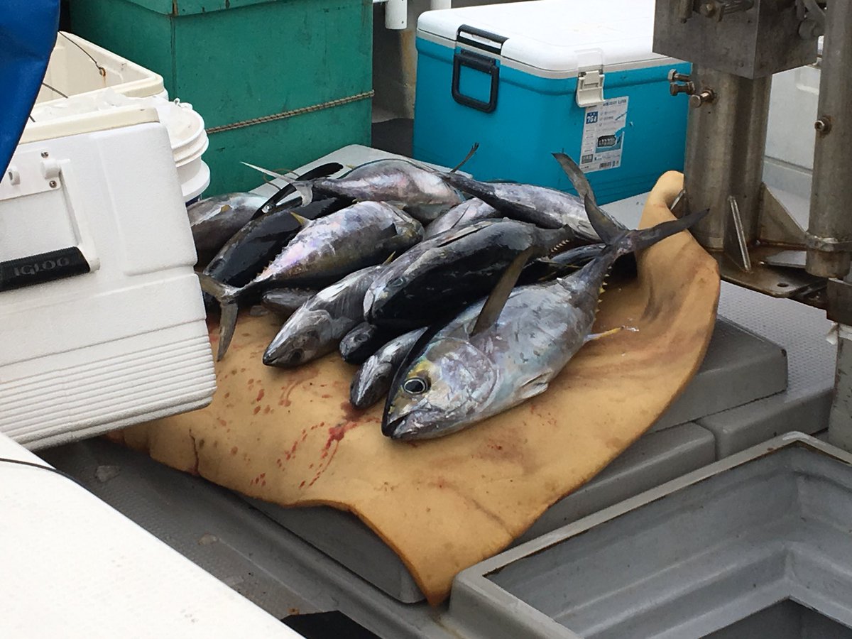 Akiyume0524 今日は 知り合いの 釣り関係巡り 松阪 鳥羽石鏡漁港 鳥羽展望台 志摩町 浜島町 の帰宅後 カツオと キメジ キハダの幼魚 頂きました 明日 お刺身だなっ Vtr1000sp2 Vtr1000sp1 Vtr1000sp Vtr Rvt 鳥羽 鳥羽展望台 Akiyume0524 今日は 知り合いの 釣り関係巡り 松阪 鳥羽石鏡漁港 鳥羽展望台 志摩町 浜島町 の帰宅後 カツオと キメジ キハダの幼魚 頂きました 明日 お刺身だなっ Vtr1000sp2 Vtr1000sp1 Vtr1000sp Vtr Rvt 鳥羽 鳥羽展望台