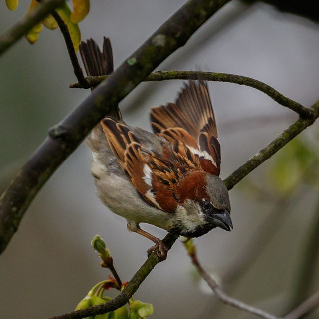 Butterflees's tweet photo. A male House Sparrow about to take off.
.
.
.
#animalvegetablemineral #housesparrow #male #house #sparrow #invasive #cap #grey #wing #feather #takeoff #bird #branch #ready #birds #bird #birding #pest #pests #cheerful #friendly #nature #feedingbirds https://t.co/PcU1htVb4v https://t.co/Nh6qUQFuJs