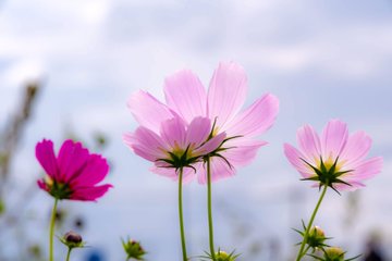 吉見町 埼玉県 のコスモス祭り22見頃 開花状況は もうコスモス畑はありません さいファミ さいたま市ファミリーのためのwebメディア