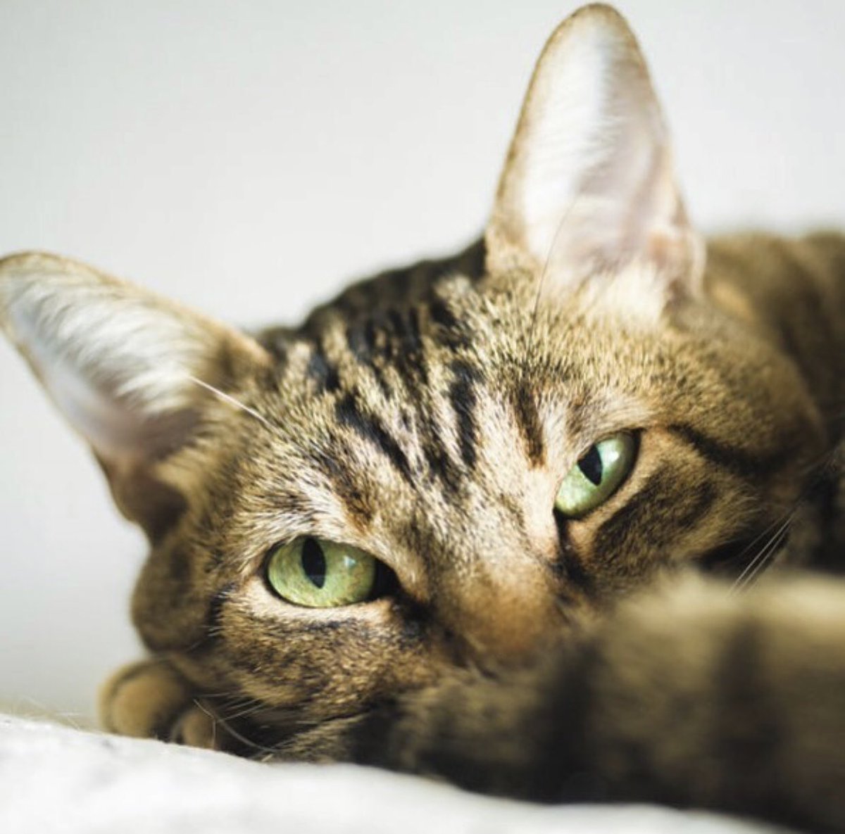 Un ratito más 🐱💤
#AmigosPuppis @catsittersba 
puppis.com.ar