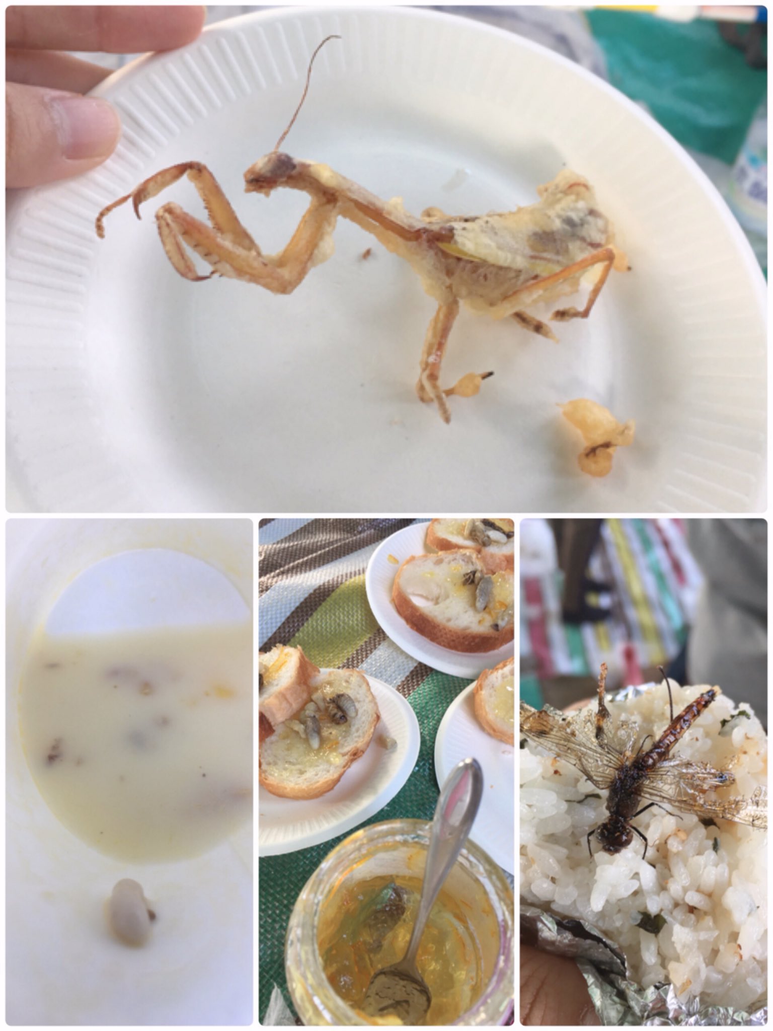 Twitter এ ヒガリョウ イラスト デザイン 今日はバッタ会で虫捕り Amp 昆虫食楽しんできました 写真は自分で捕ったカマキリ の天ぷら アリ幼虫のコーンスープ ハチノコカナッペ トンボの素揚げおにぎりです カマキリはメスで卵持ちだったらしく 腹がホクホクしてて Twitter এ ヒガリョウ イラスト デザイン 今日はバッタ会で虫捕り Amp 昆虫食楽しんできました 写真は自分で捕ったカマキリ の天ぷら アリ幼虫のコーンスープ ハチノコカナッペ トンボの素揚げおにぎりです カマキリはメスで卵持ちだったらしく 腹がホクホクしてて
