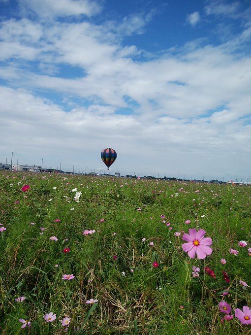吉見町 埼玉県 のコスモス祭り22見頃 開花状況は もうコスモス畑はありません さいファミ さいたま市ファミリーのためのwebメディア
